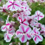 Phlox paniculata (Hohe Flammenblume)